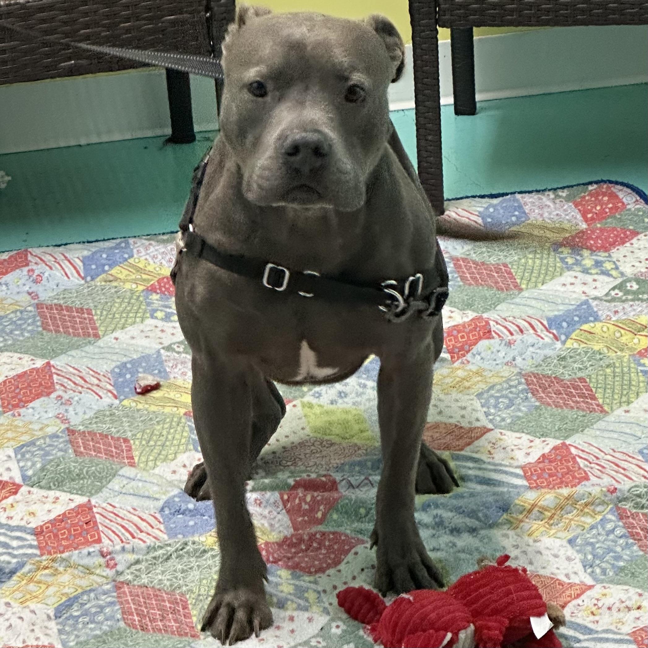 Stormy, a Adoptable Pit Bull Terrier in Trenton, MO image 6/6