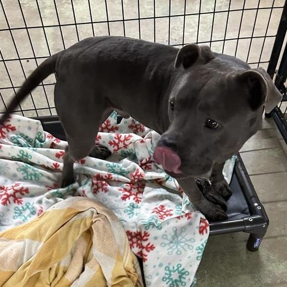 Stormy, a Adoptable Pit Bull Terrier in Trenton, MO image 5/6