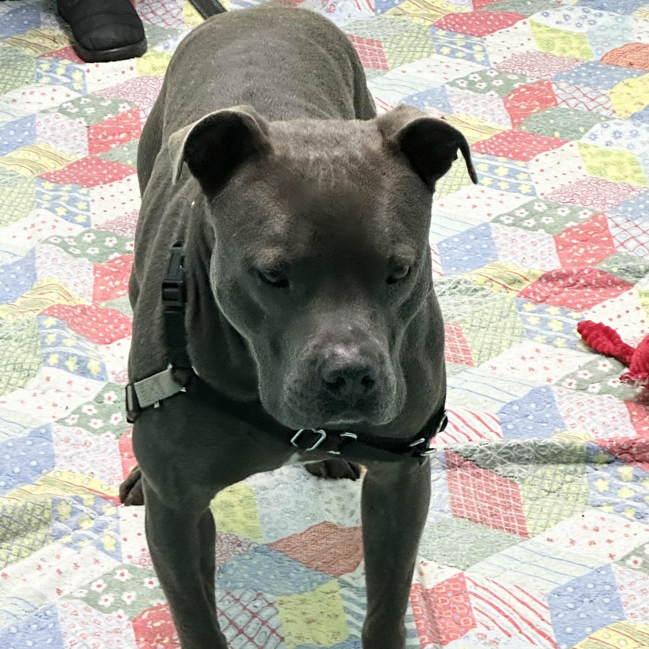 Stormy, Adoptable, Adult Male Pit Bull Terrier.