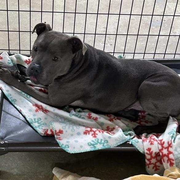 Stormy, a Adoptable Pit Bull Terrier in Trenton, MO image 2/6