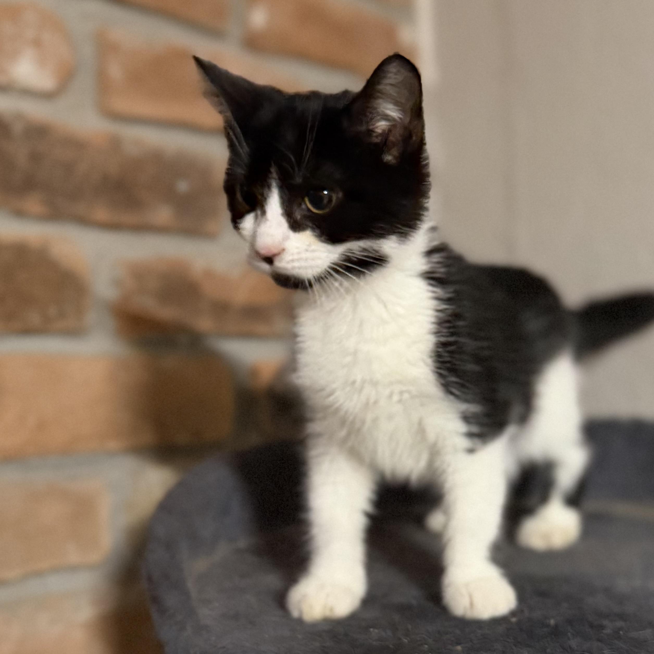 Enlarge Parker, a ADOPTABLE Domestic Short Hair in Pocatello, ID image 3/5