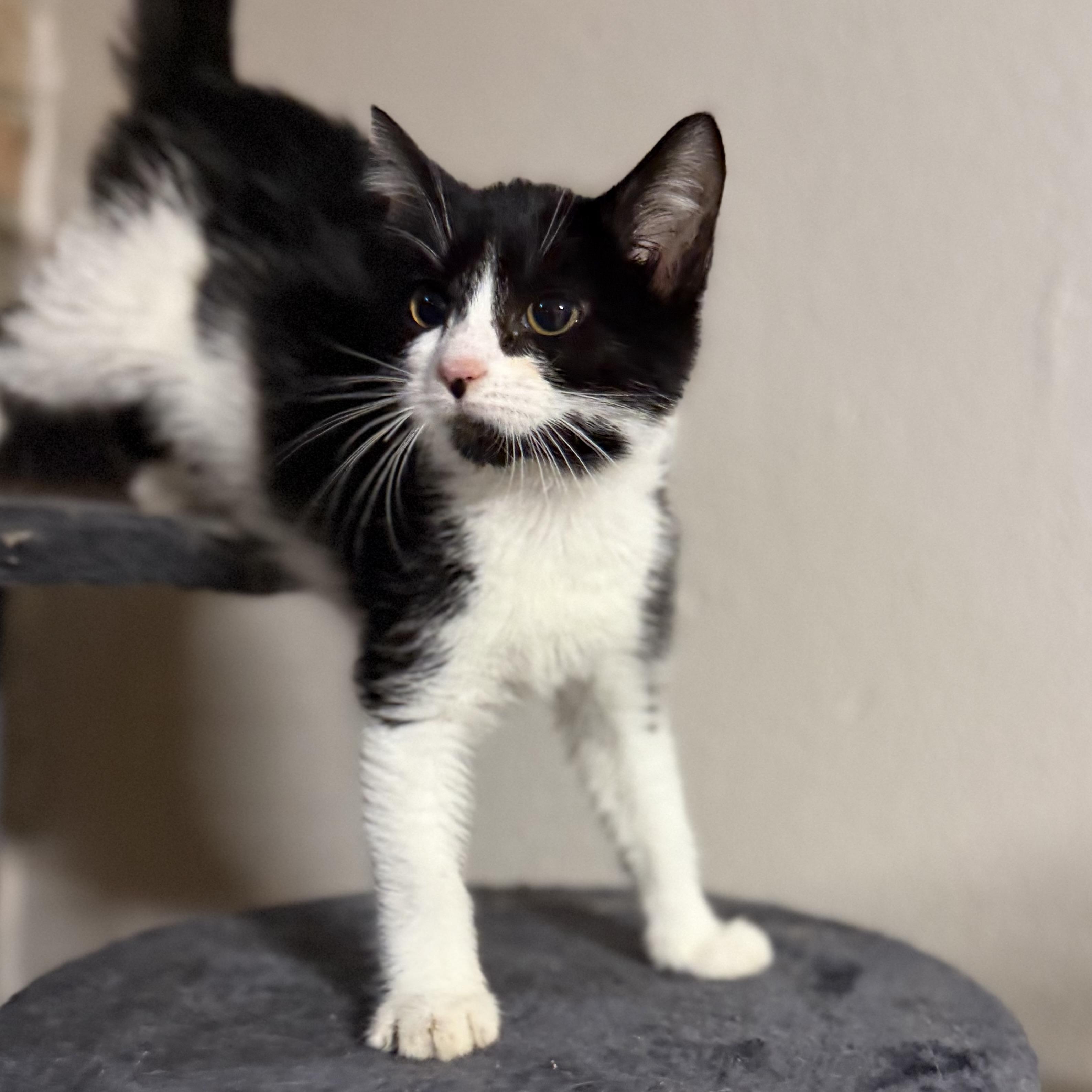 Parker, ADOPTABLE, Kitten Male Domestic Short Hair.