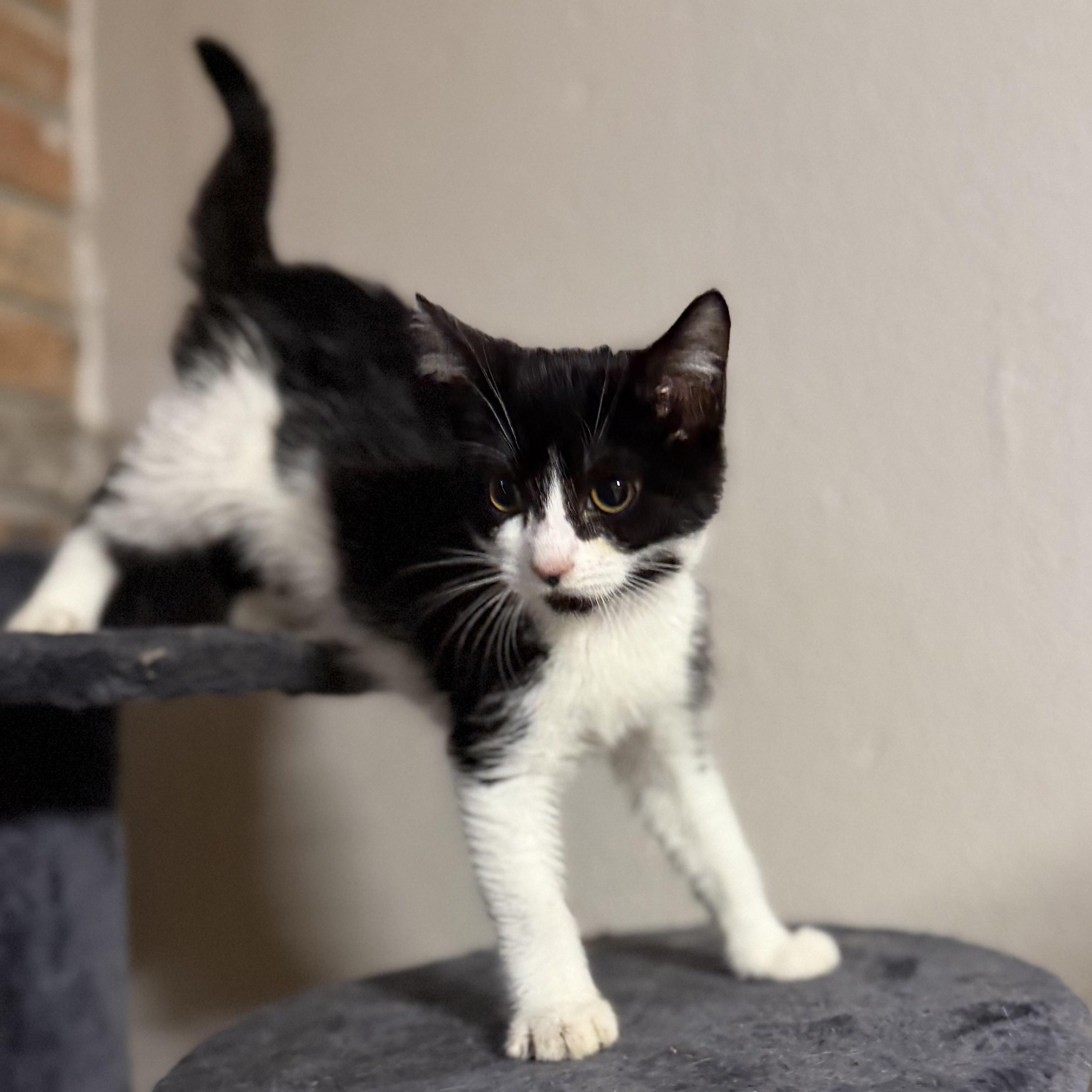 Enlarge Parker, a ADOPTABLE Domestic Short Hair in Pocatello, ID image 4/5