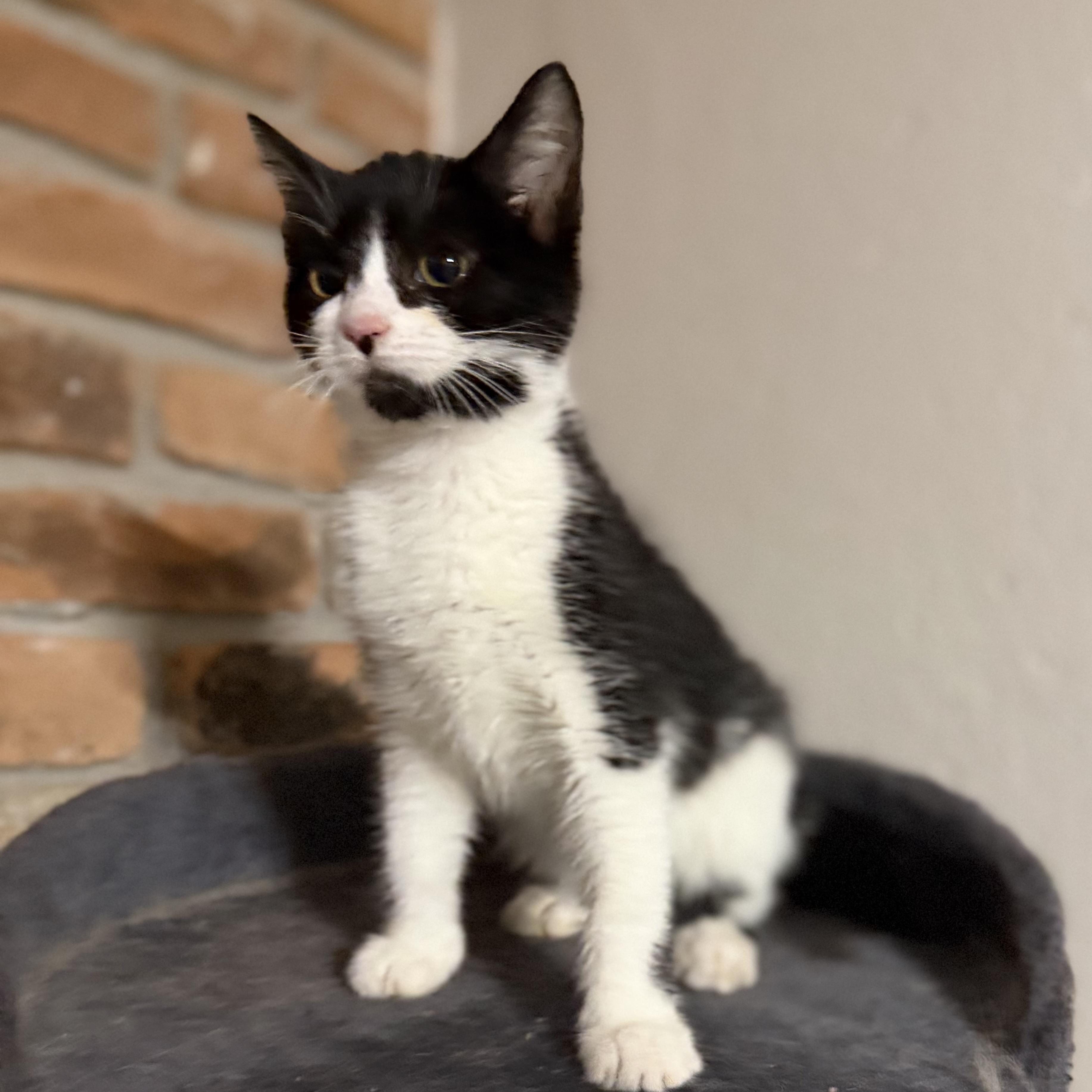 Enlarge Parker, a ADOPTABLE Domestic Short Hair in Pocatello, ID image 2/5