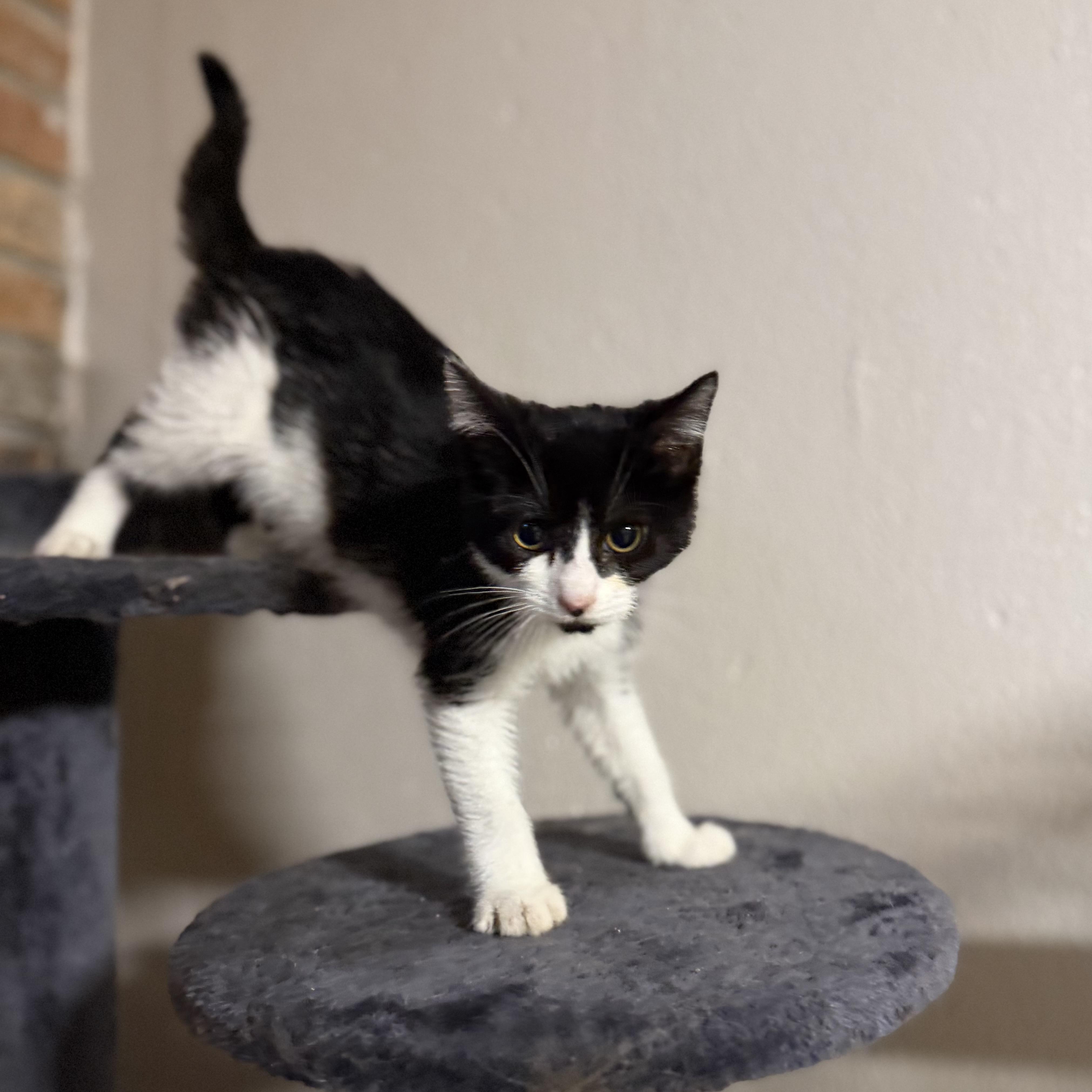 Enlarge Parker, a ADOPTABLE Domestic Short Hair in Pocatello, ID image 5/5