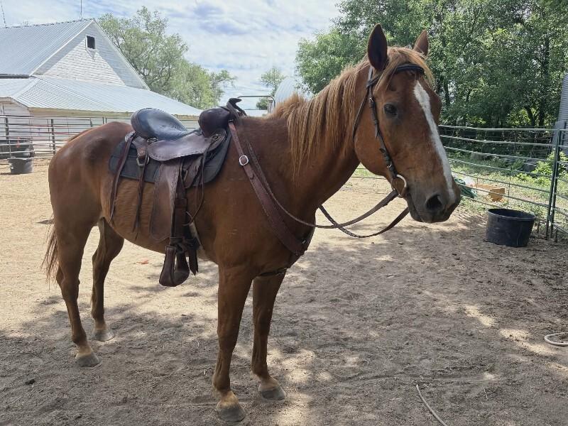 Enlarge JJ, a Adoptable Quarterhorse in Scotland, SD image 1/4