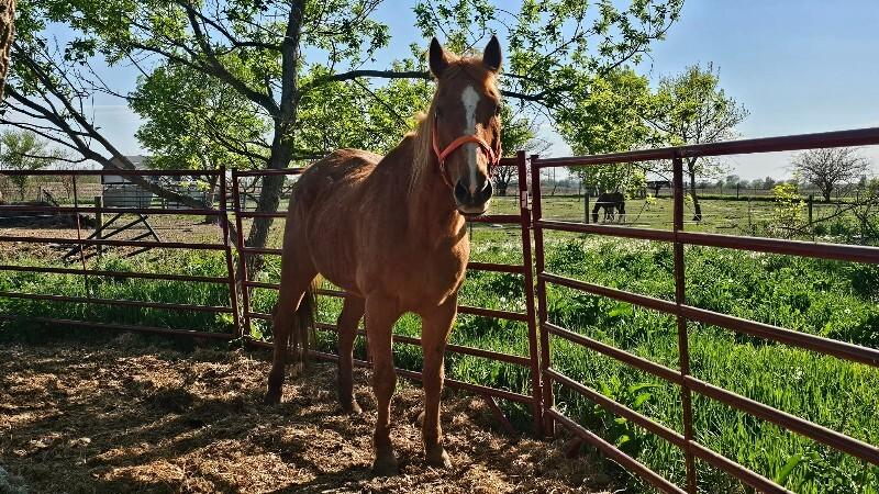 Enlarge JJ, a Adoptable Quarterhorse in Scotland, SD image 2/4
