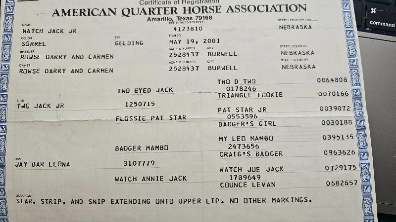 Enlarge JJ, a Adoptable Quarterhorse in Scotland, SD image 3/4