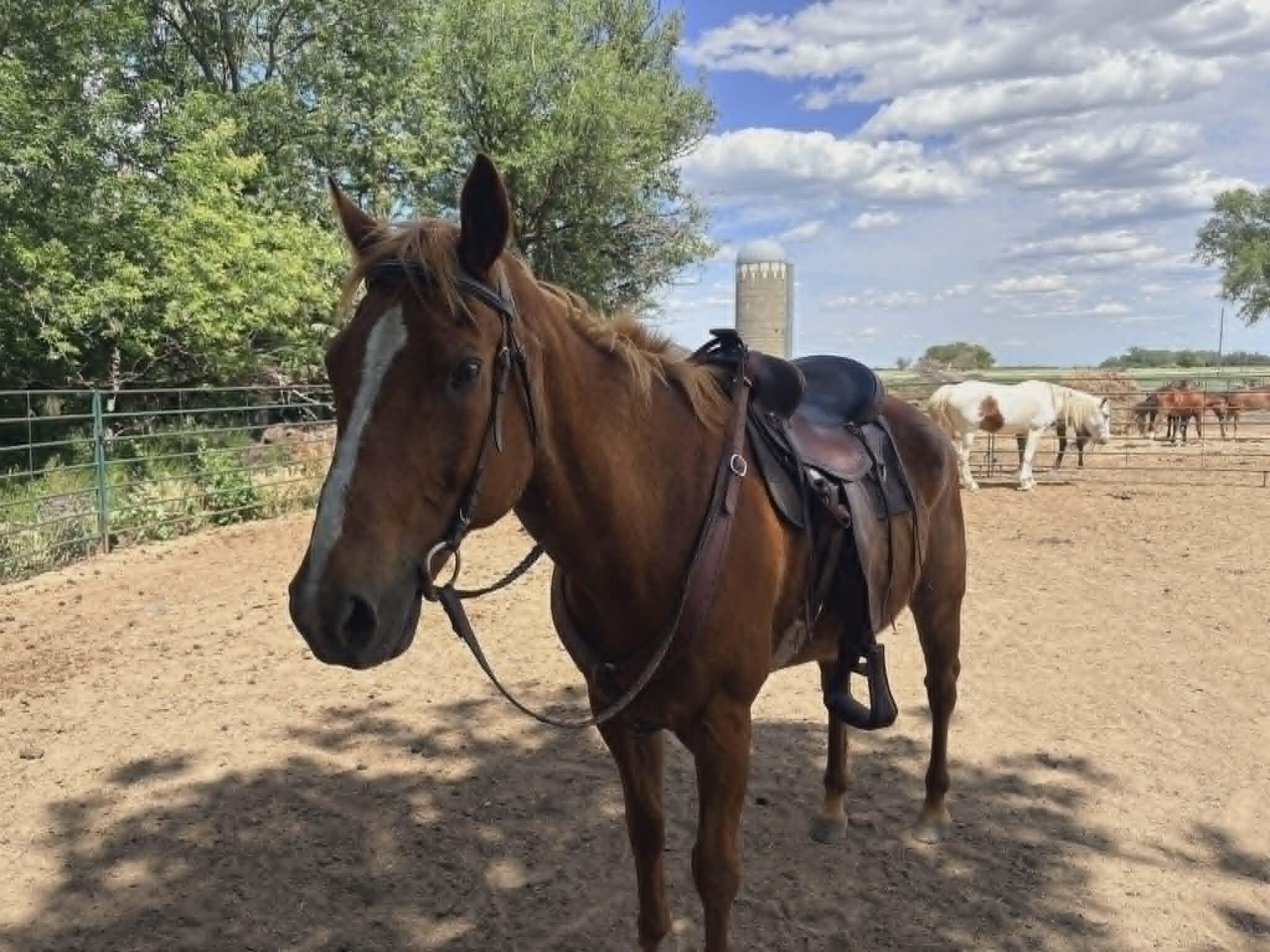 Enlarge JJ, a Adoptable Quarterhorse in Scotland, SD image 4/4