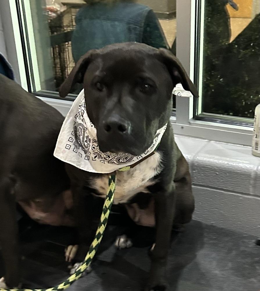 Chip - Beauty and the Beast litter, Adoptable, Young Male Pit Bull Terrier & Labrador Retriever.