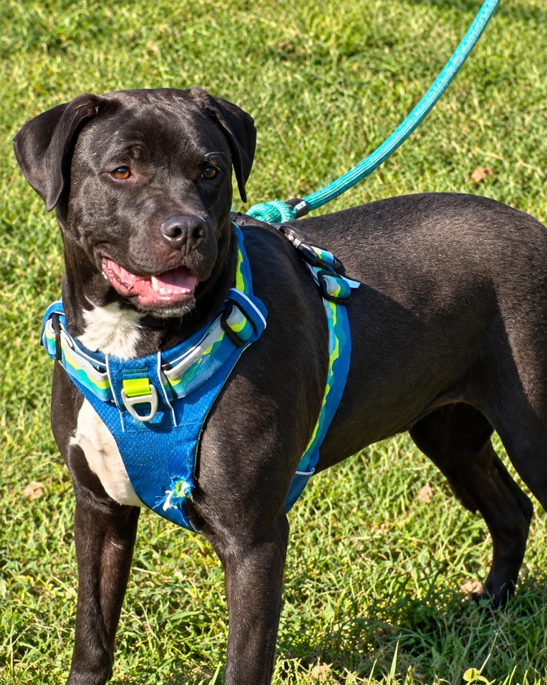 Enlarge Chip - Beauty and the Beast litter, a Adoptable mixed breed in Lancaster, PA image 2/6