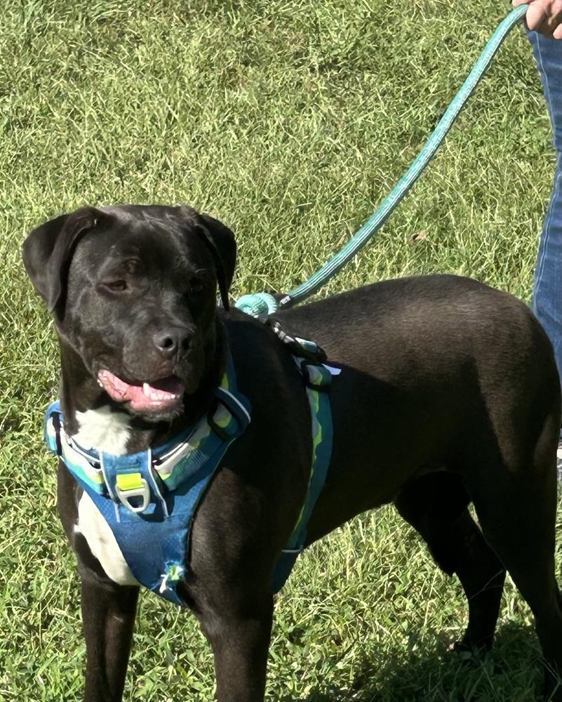 Chip - Beauty and the Beast litter, a Adoptable mixed breed in Lancaster, PA image 3/6