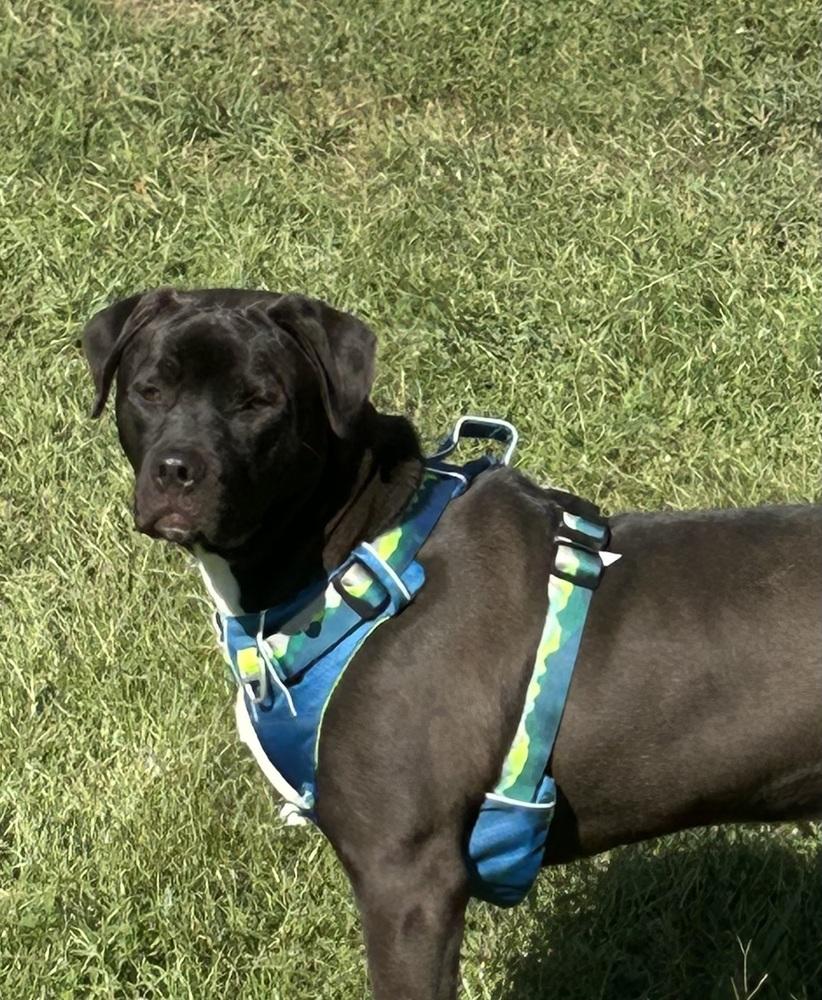 Chip - Beauty and the Beast litter, a Adoptable mixed breed in Lancaster, PA image 5/6