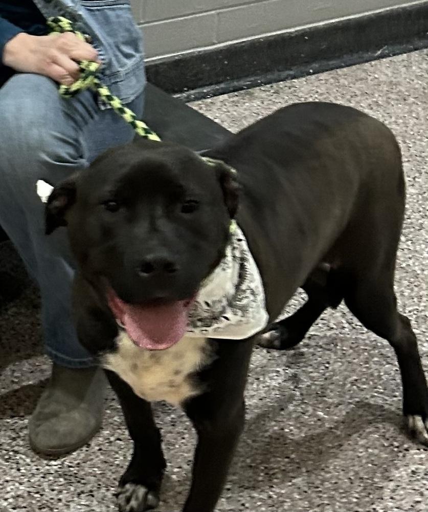 Chip - Beauty and the Beast litter, a Adoptable mixed breed in Lancaster, PA image 6/6