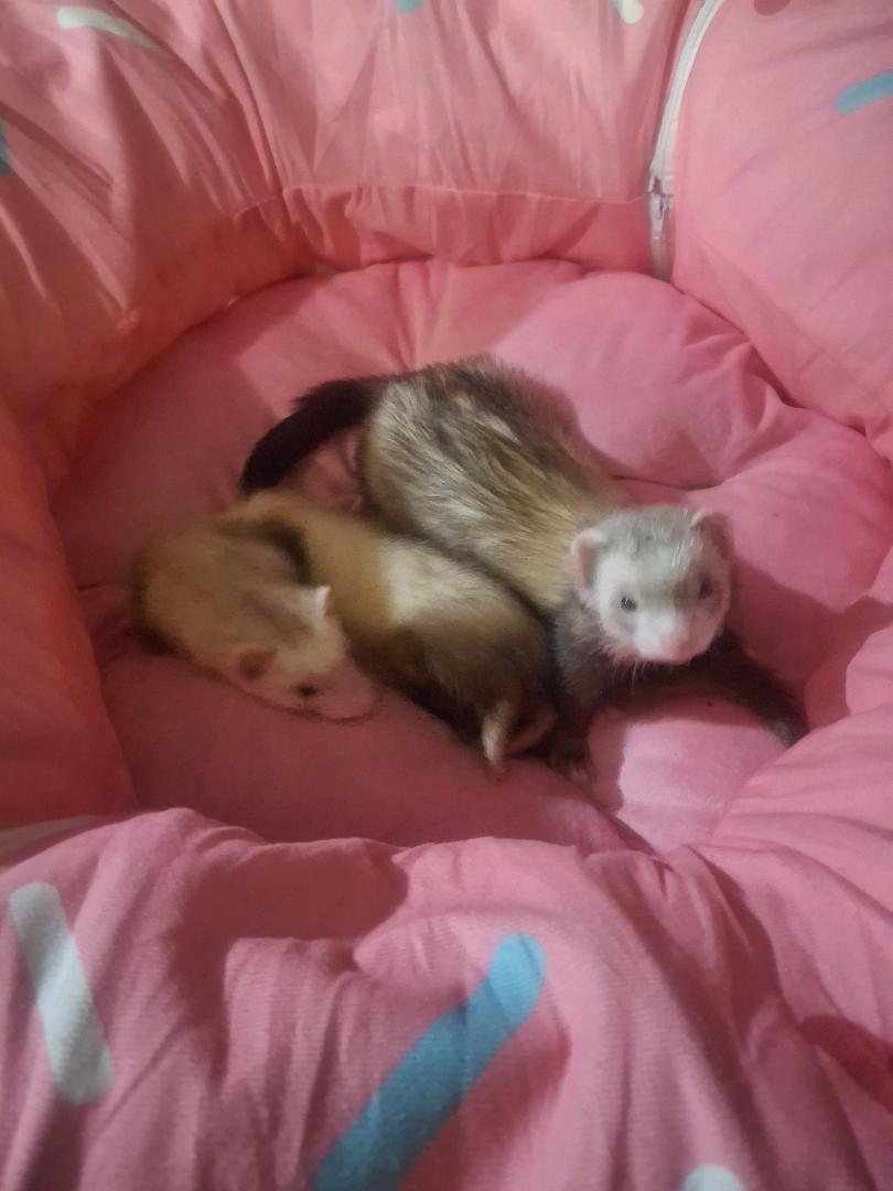 Scylla, an adoptable Ferret in Lake worth, FL image 1/3