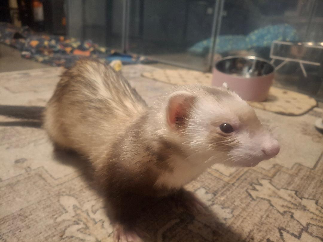Scylla, an adoptable Ferret in Lake worth, FL image 2/3