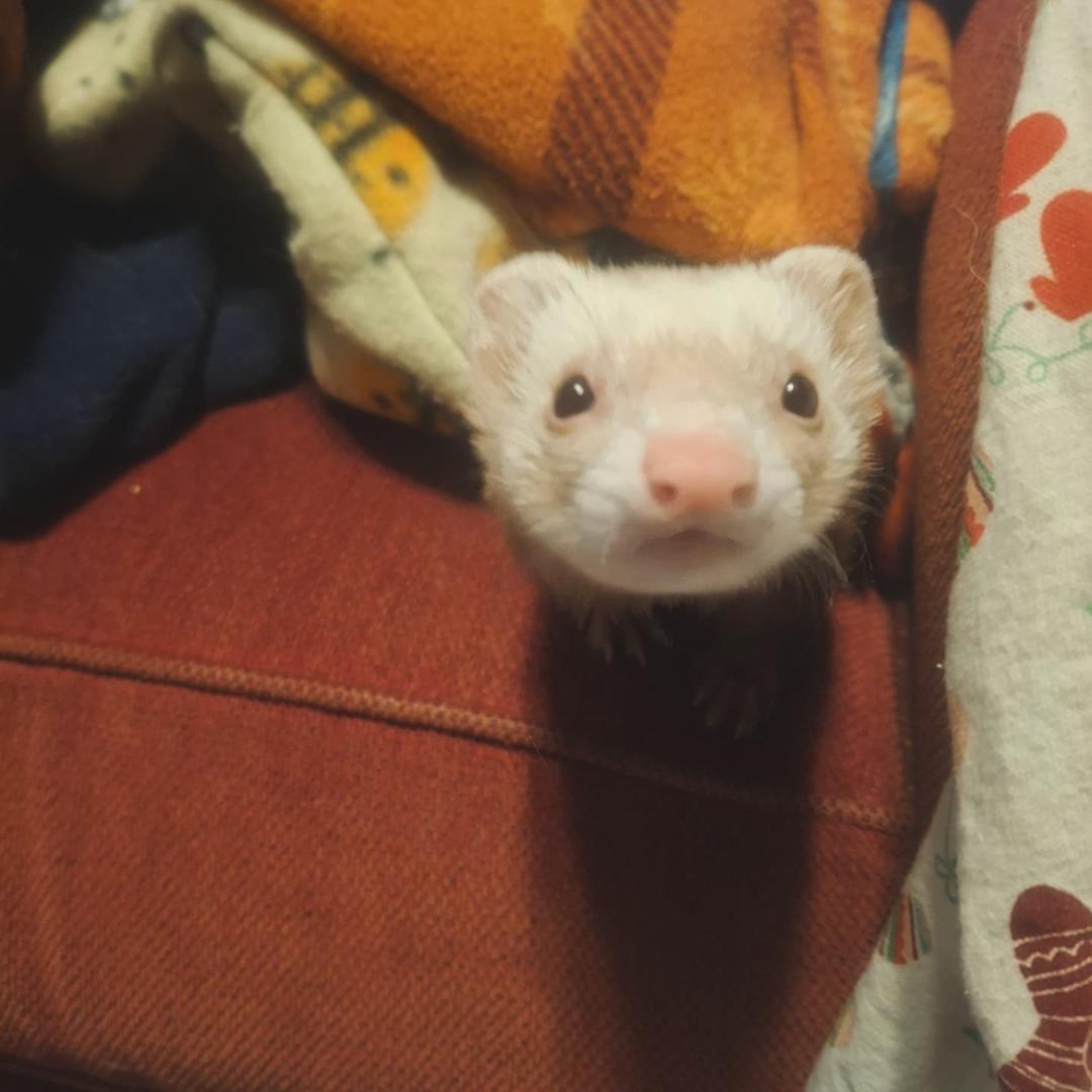 Scylla, an adoptable Ferret in Lake worth, FL image 3/3