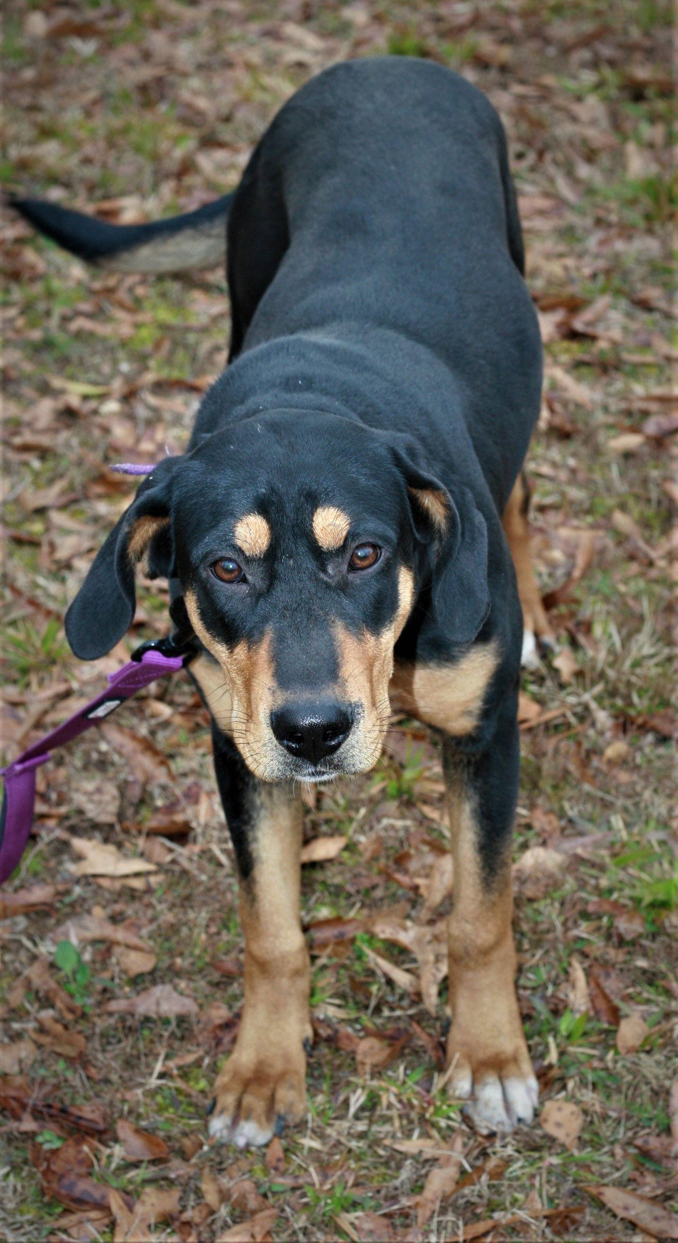Enlarge Loofie, a Adoptable mixed breed in Attalla, AL image 2/3