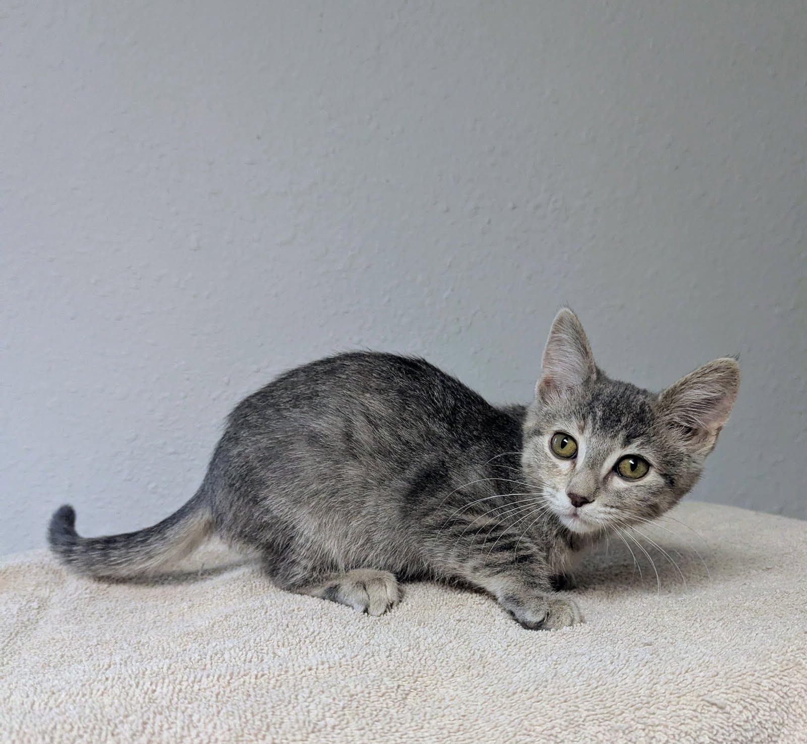 Tessa, a Adoptable Domestic Short Hair in Little Falls, MN image 3/4