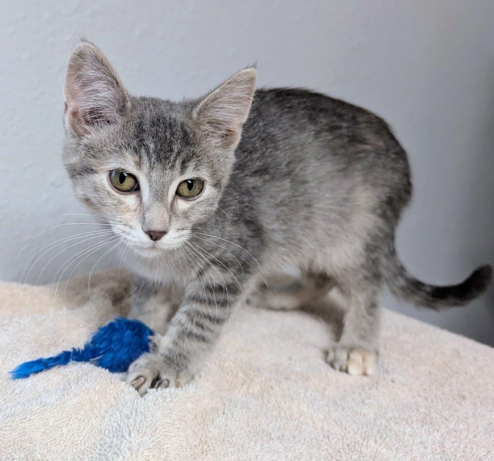 Tessa, a Adoptable Domestic Short Hair in Little Falls, MN image 4/4