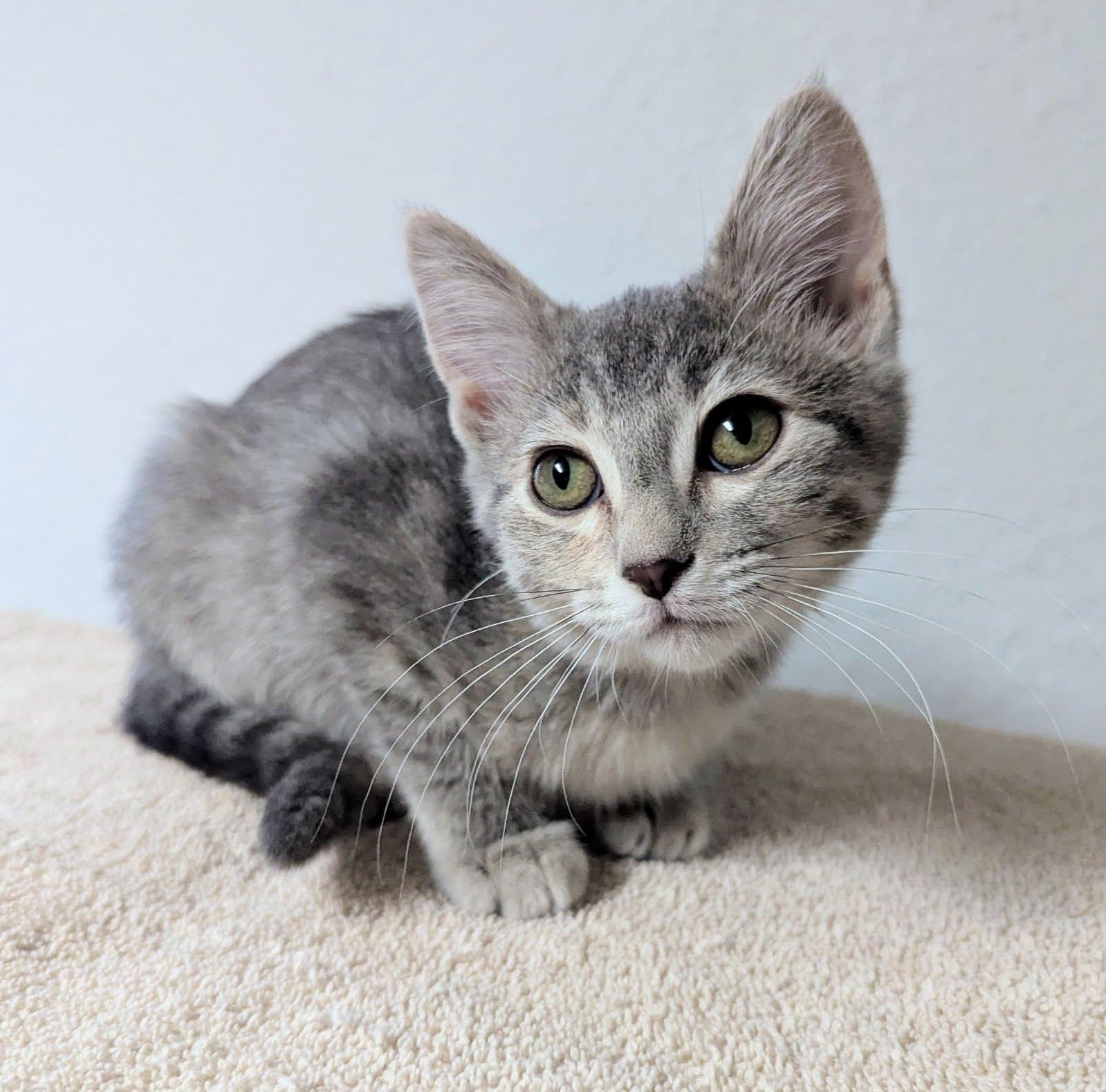 Tessa, a Adoptable Domestic Short Hair in Little Falls, MN image 2/4