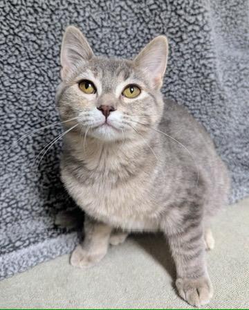 Enlarge Tessa, a Adoptable Domestic Short Hair in Little Falls, MN image 5/5