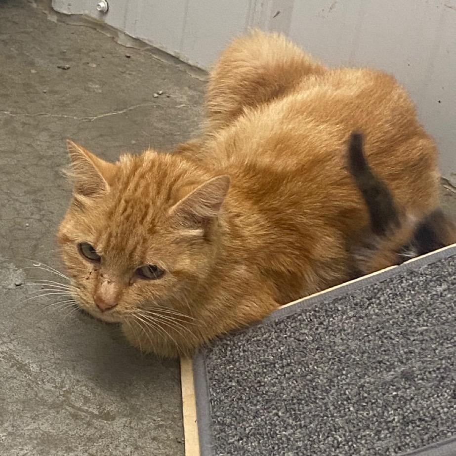 Tina, Adoptable, Adult Female Domestic Short Hair.