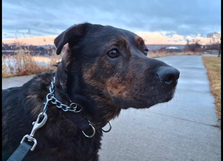 Daquillo, Adopted, Adult Male Rottweiler.
