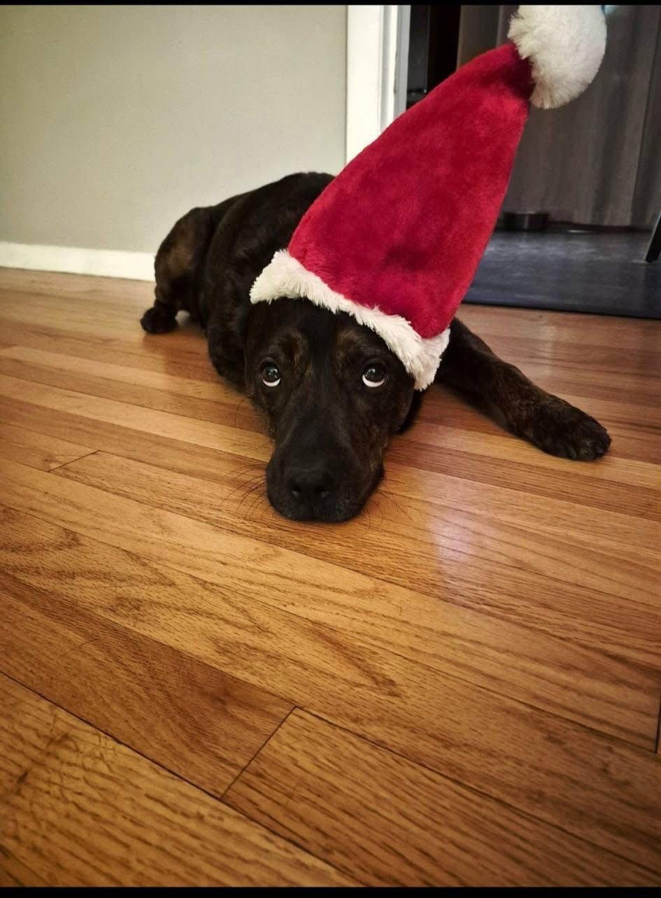 Enlarge Daquillo, a Adopted Rottweiler in Hillsboro, NH image 3/3