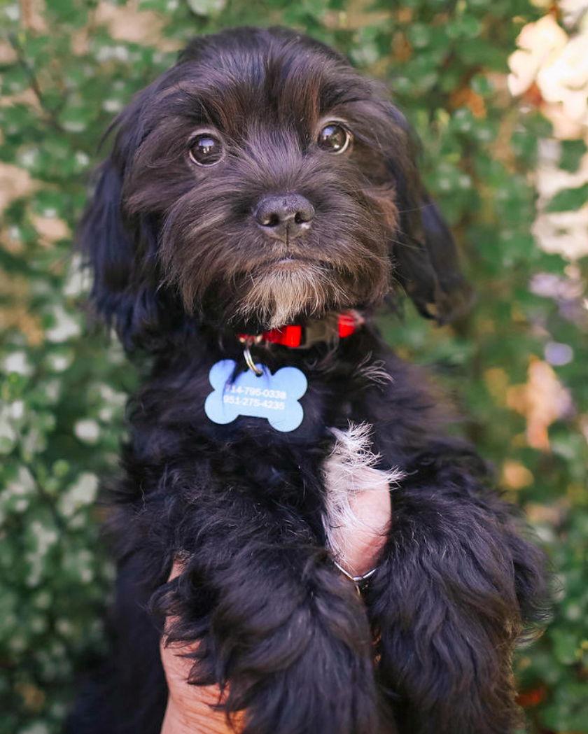 Benjamin, Adopted, Puppy Male Shih Tzu & Poodle.