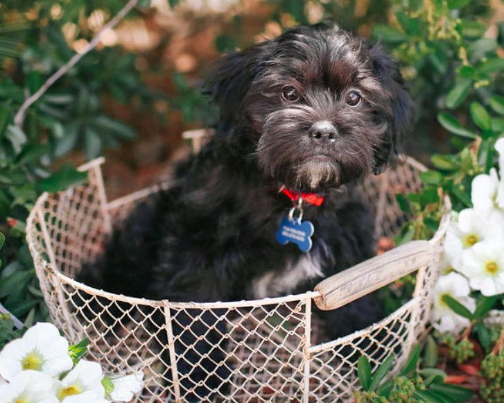 Enlarge Benjamin, a Adopted mixed breed in Corona, CA image 2/2