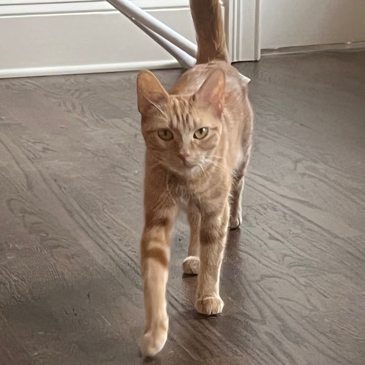 Enlarge Olive, a Adoptable Domestic Short Hair in Smyrna, GA image 7/10