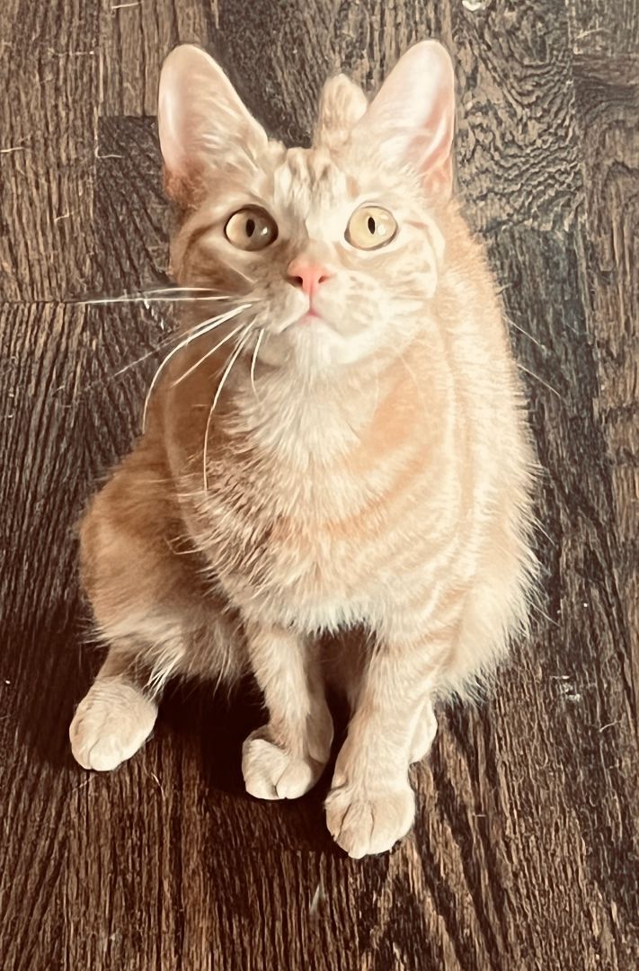 Enlarge Olive, a Adoptable Domestic Short Hair in Smyrna, GA image 1/10