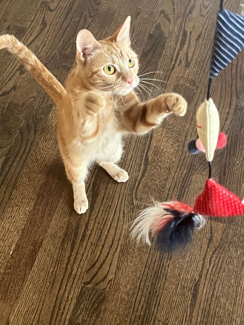 Enlarge Olive, a Adoptable Domestic Short Hair in Smyrna, GA image 8/10