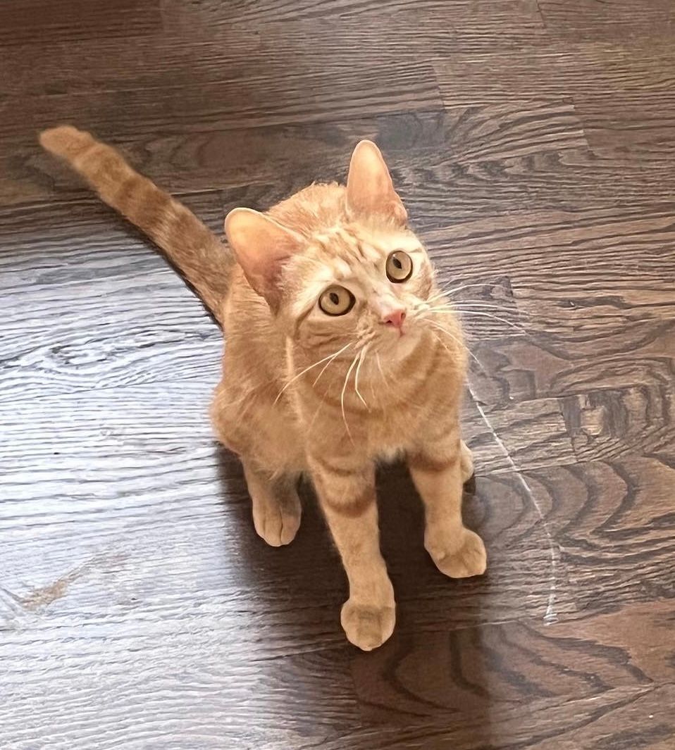 Enlarge Olive, a Adoptable Domestic Short Hair in Smyrna, GA image 9/10