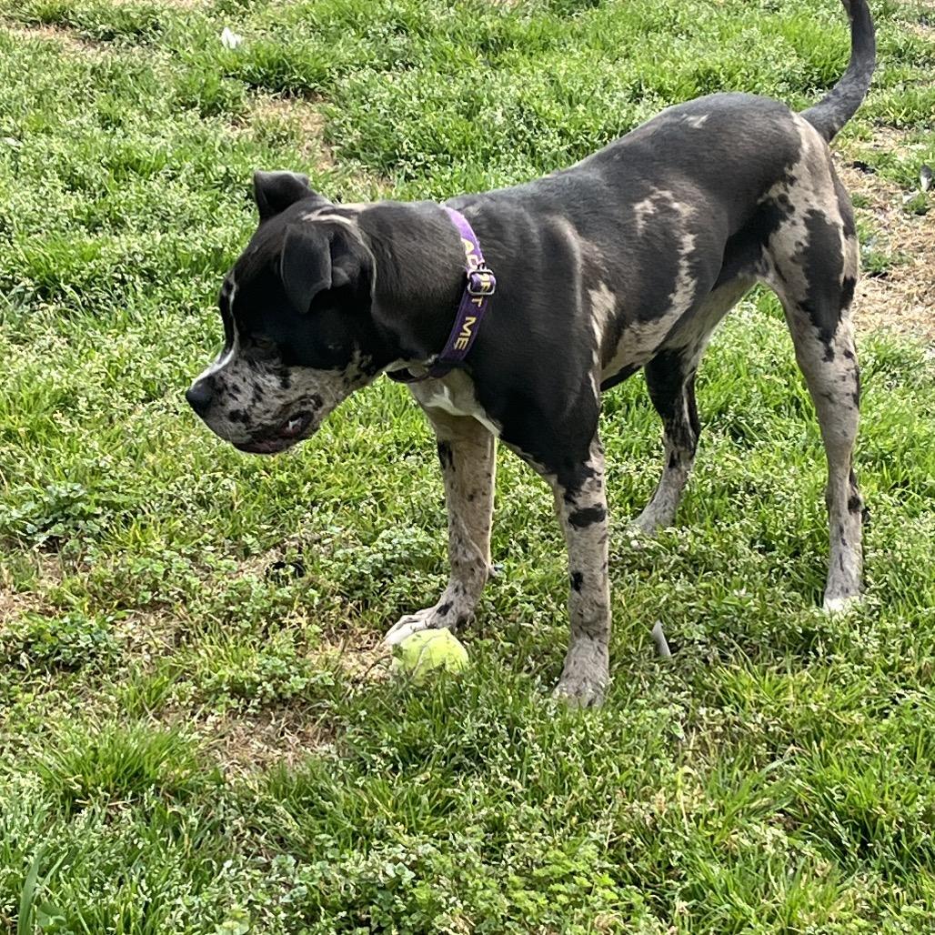 Sapphire, a Adoptable Boxer in Cartersville, GA image 1/2