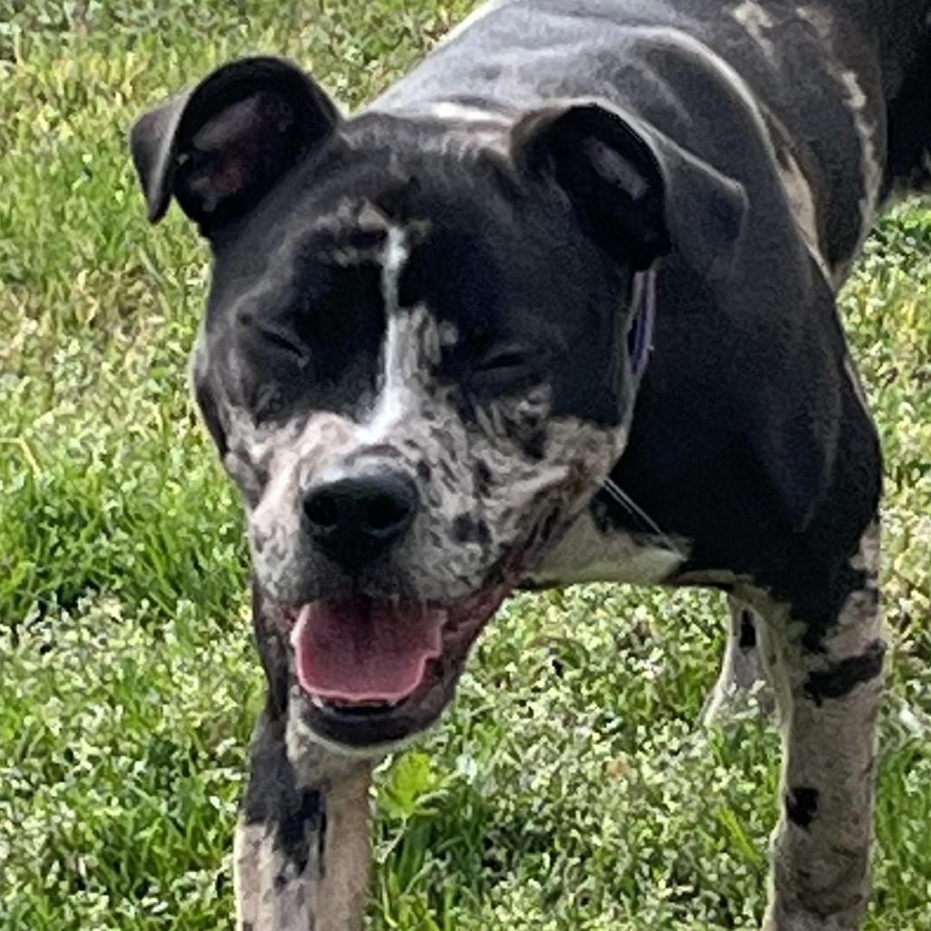 Sapphire, a Adoptable Boxer in Cartersville, GA image 2/2