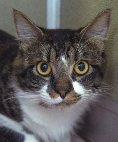 Pistachio, Adoptable, Adult Male Domestic Medium Hair.