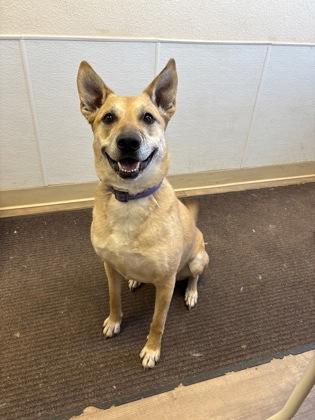 Enlarge Daisy, a Adoptable mixed breed in Divide, CO image 1/1