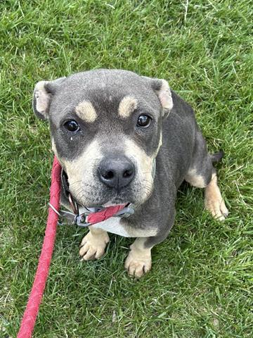 Enlarge MASALA CHAI, a Adoptable mixed breed in Dayton, OH image 1/1