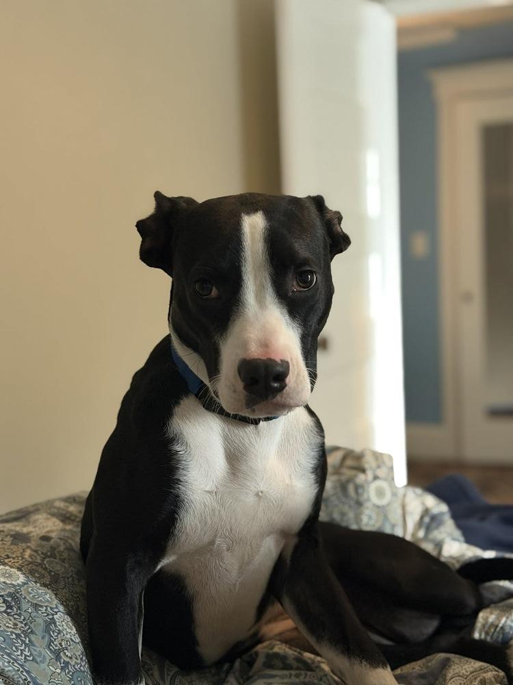 Enlarge Teddy, a Adoptable mixed breed in Valley Stream, NY image 1/6