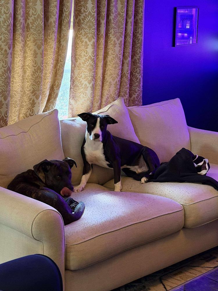 Enlarge Teddy, a Adoptable mixed breed in Valley Stream, NY image 2/6