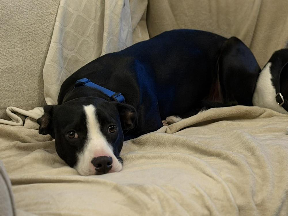 Enlarge Teddy, a Adoptable mixed breed in Valley Stream, NY image 3/6