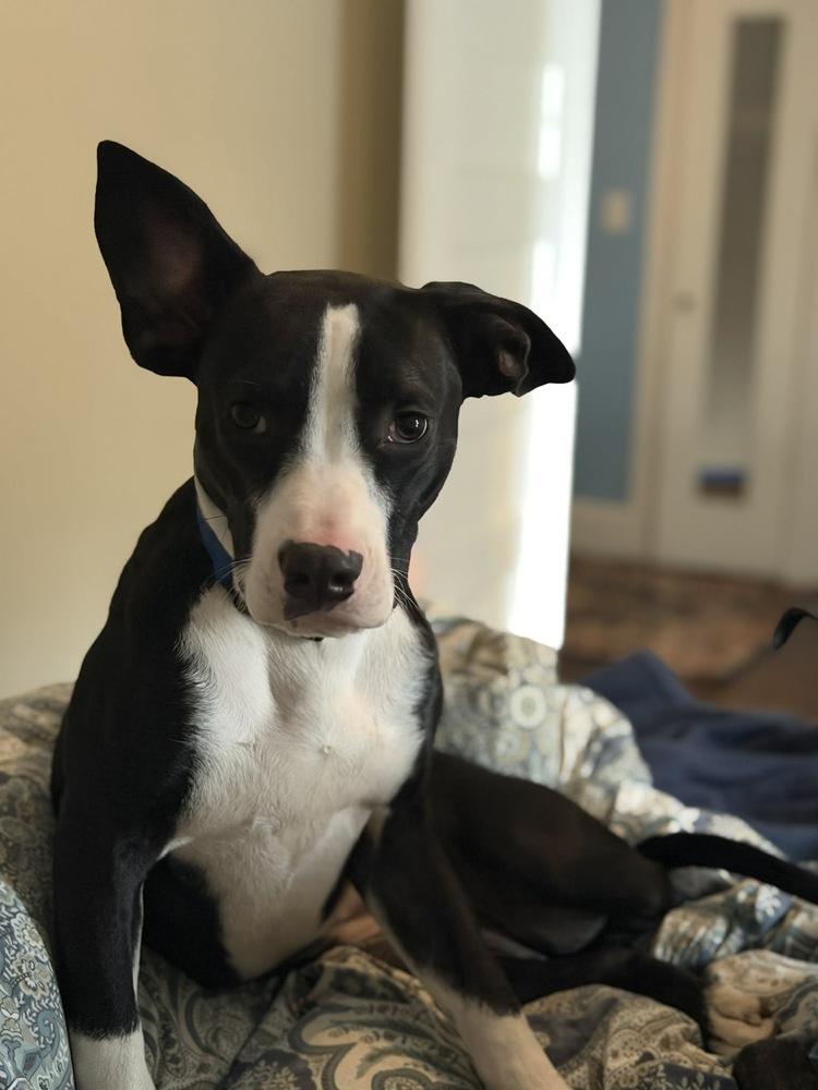 Enlarge Teddy, a Adoptable mixed breed in Valley Stream, NY image 4/6