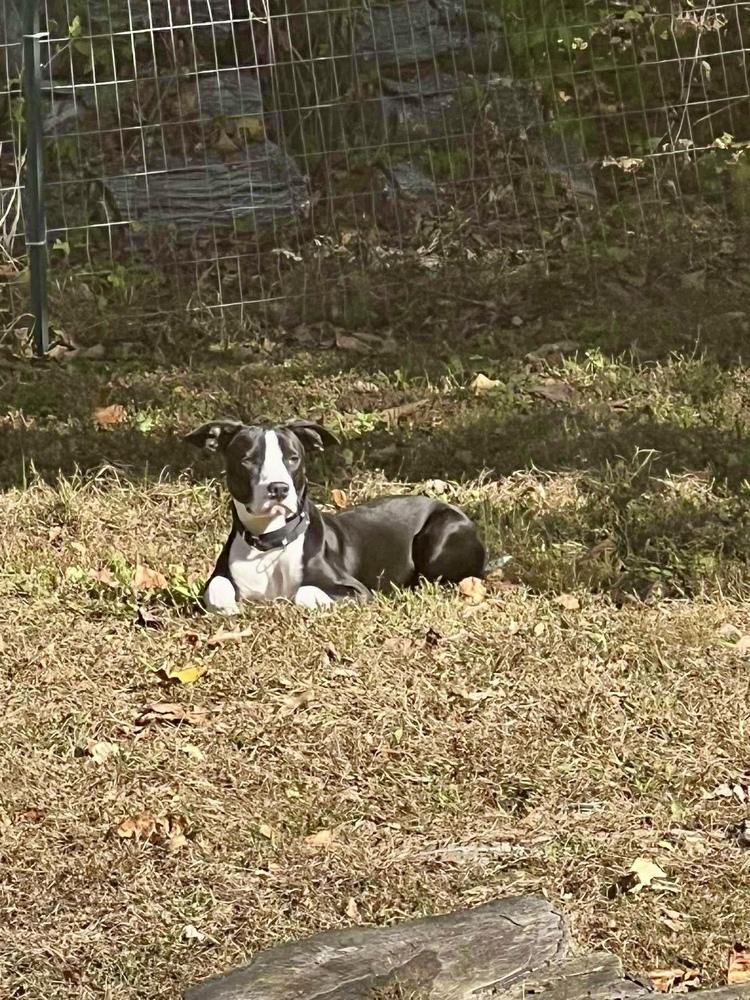 Enlarge Teddy, a Adoptable mixed breed in Valley Stream, NY image 2/6