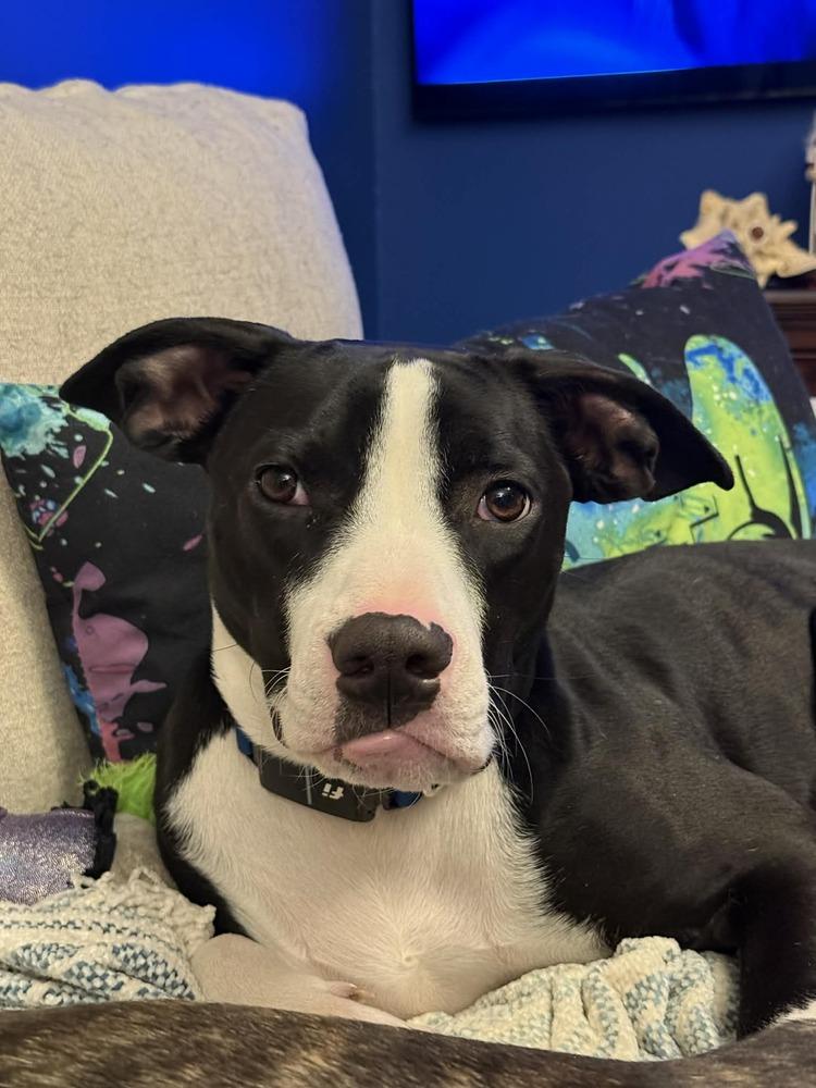 Enlarge Teddy, a Adoptable mixed breed in Valley Stream, NY image 4/6