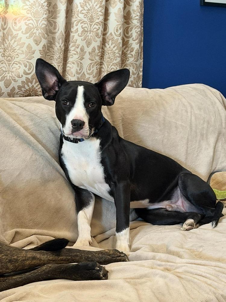 Enlarge Teddy, a Adoptable mixed breed in Valley Stream, NY image 5/6