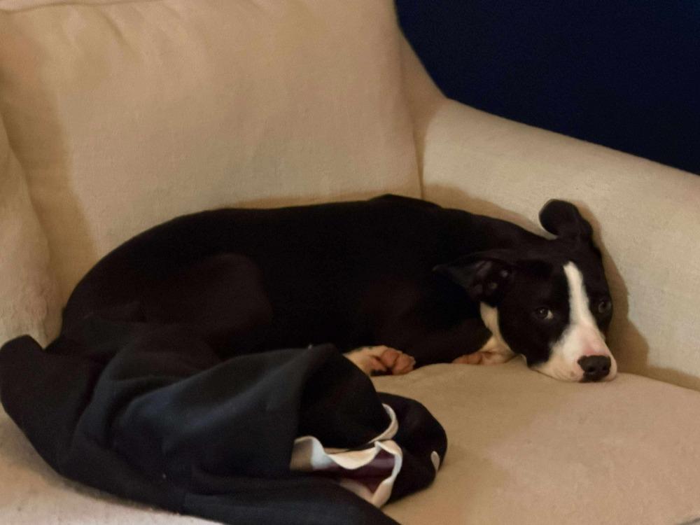 Enlarge Teddy, a Adoptable mixed breed in Valley Stream, NY image 6/6