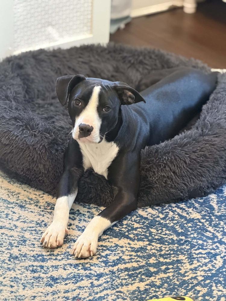 Enlarge Teddy, a Adoptable mixed breed in Valley Stream, NY image 6/6