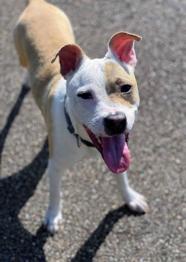 Enlarge Camp, a Adoptable Mixed Breed in Jackson, MS image 4/6